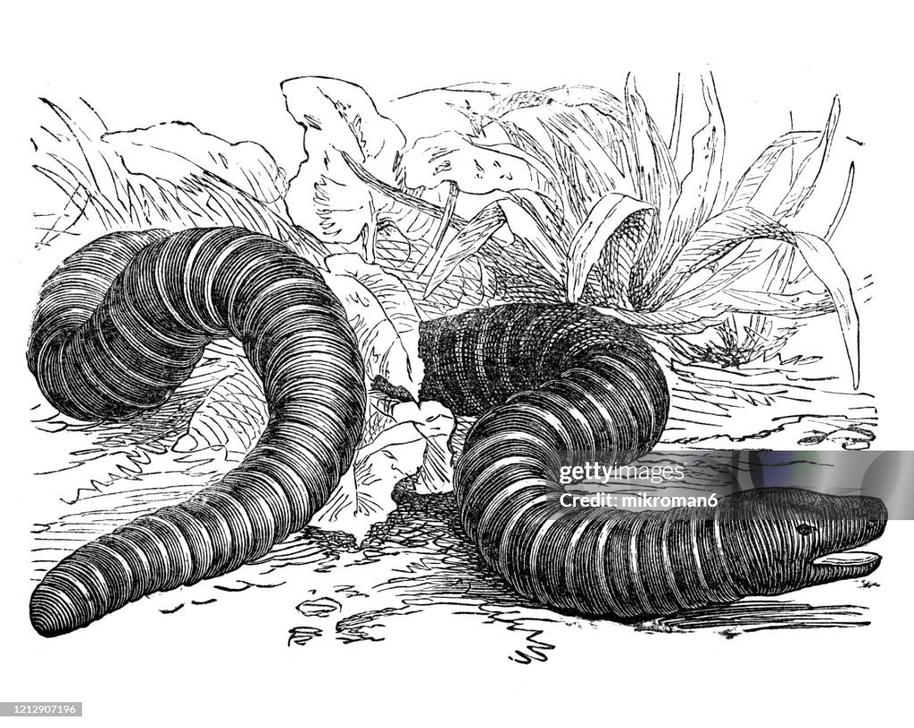Ringed Siphonops - Species, Classification of Batrachians and other Amphibia - Osseous Fishes. Antique Illustration, Published 1894