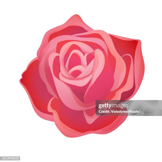 illustrazioni stock, clip art, cartoni animati e icone di tendenza di classico bocciolo di rosa rossa in fiore - rosa