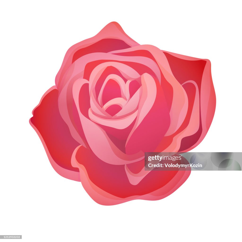 Classic blooming red rose bud