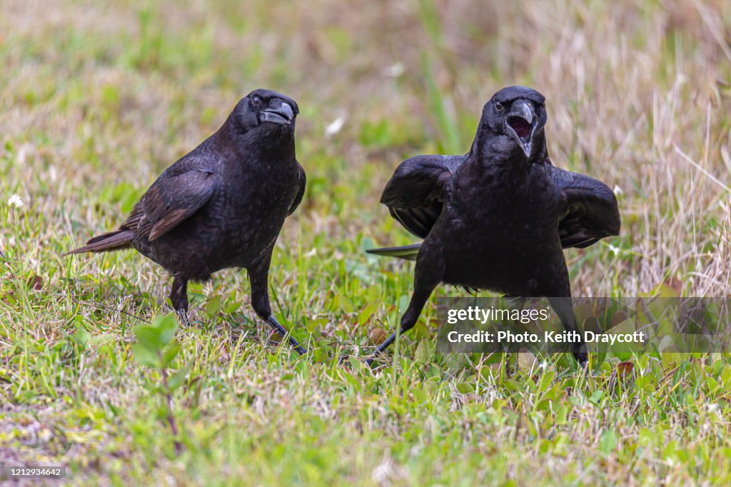Fish Crow / Corvus ossifragus