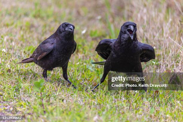 fish crow / corvus ossifragus - crow stockfoto's en -beelden