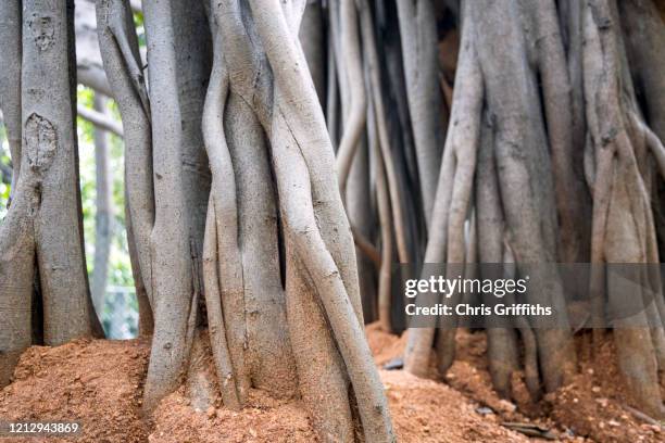 thimmamma marrimanu, andhra pradesh, india - banyan tree fotografías e imágenes de stock