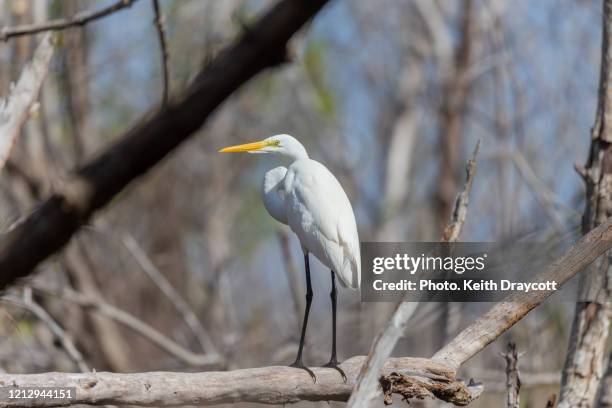 great egret / ardea alba - big cypress swamp national preserve stock pictures, royalty-free photos & images