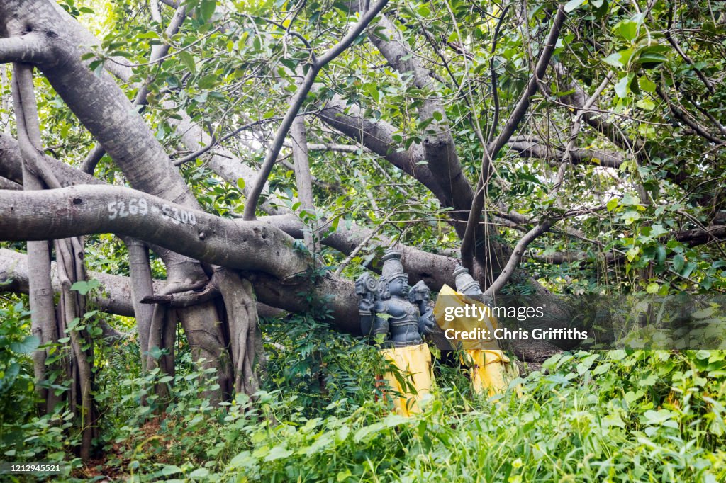 Thimmamma Marrimanu, Andhra Pradesh, India