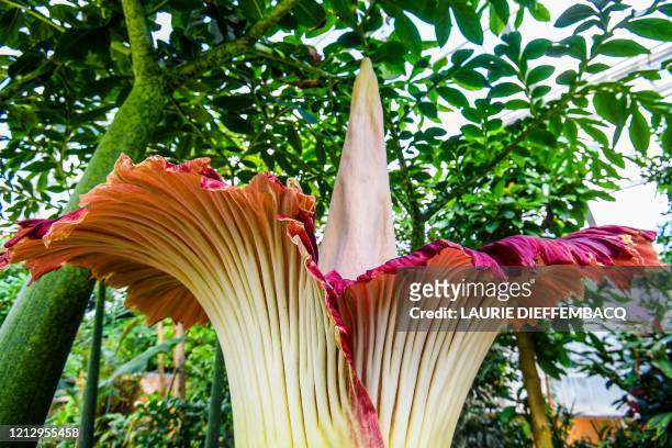 Picture taken on May 14, 2020 shows a Titan Arum flower that flourished the day before at the Belgian National Botanic Gardens in Meise. The Titan...