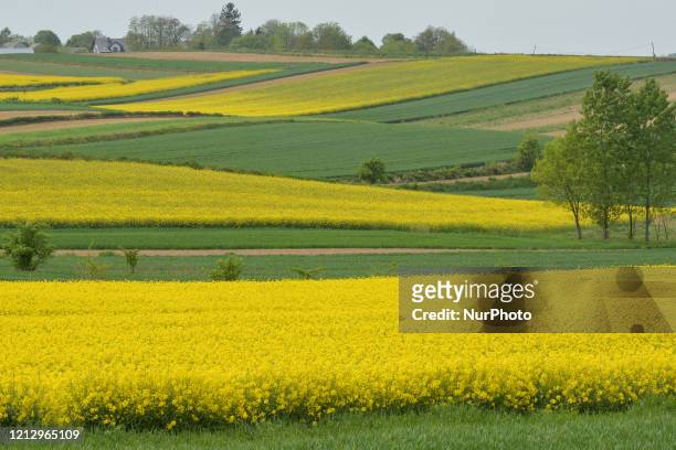 View of colorful farm fields near Nowe Brzesko. From May 18th, the third face of unfreezing the economy and loosening restrictions will takes place...