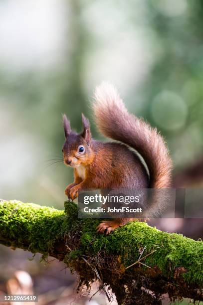 red squirrel sitting on a moss covered branch holding a hazelnut in scottish woodland - esquilo imagens e fotografias de stock