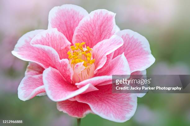 close-up image of the beautiful spring flowering, pink camellia 'yours truly' flower - camellia bush stock-fotos und bilder
