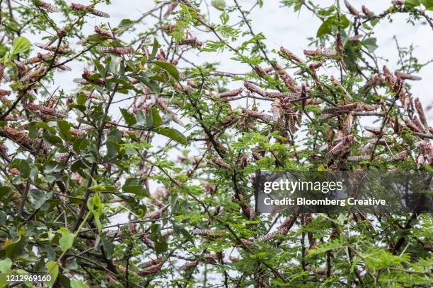 a swarm of locusts on crops - wanderheuschrecke stock-fotos und bilder