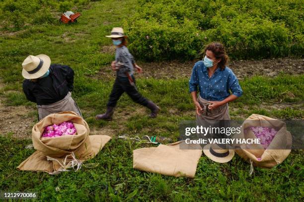 Workers gather with full bags during the picking of "Centifolia" roses for perfumery Christian Dior, at Domaine de Manon in Grasse, southern France,...