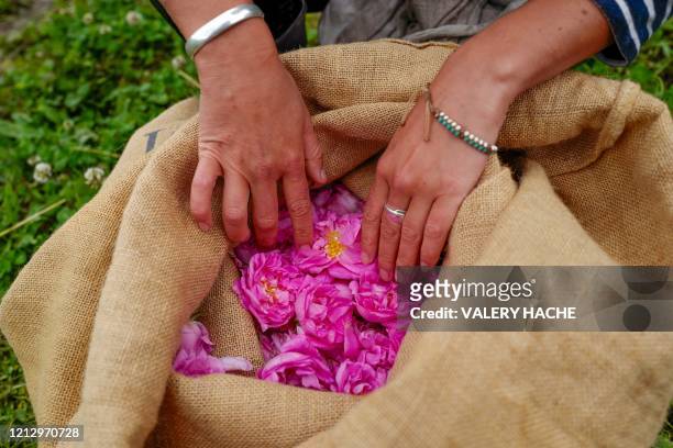 Worker inspects a bag during the picking of "Centifolia" roses for perfumery Christian Dior, at Domaine de Manon in Grasse, southern France, on May...
