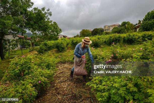 Worker looks at bushes during the picking of "Centifolia" roses for perfumery Christian Dior, at Domaine de Manon in Grasse, southern France, on May...