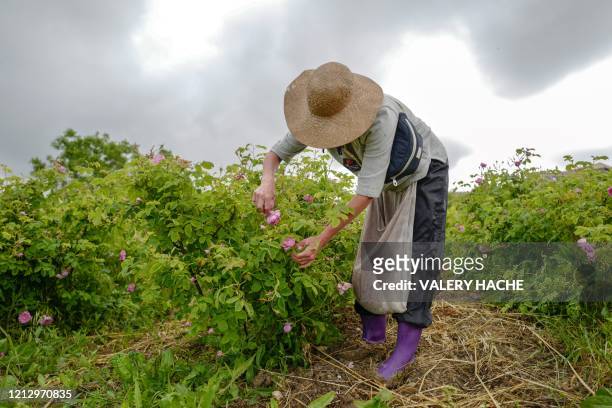 Worker picks "Centifolia" roses for perfumery Christian Dior, at Domaine de Manon in Grasse, southern France, on May 14, 2020. - The Centifolia Rose...