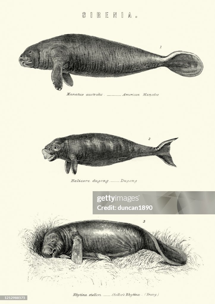 Sea mammels, Manatee, Dugong, Steller's sea cow (Hydrodamalis gigas)