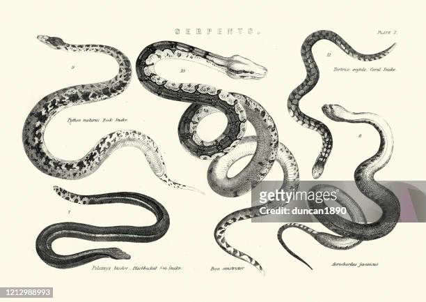 37 Ilustraciones de Serpiente De Mar - Getty Images