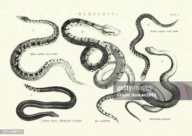 37 Ilustraciones de Serpiente De Mar - Getty Images 37 Ilustraciones de Serpiente De Mar - Getty Images