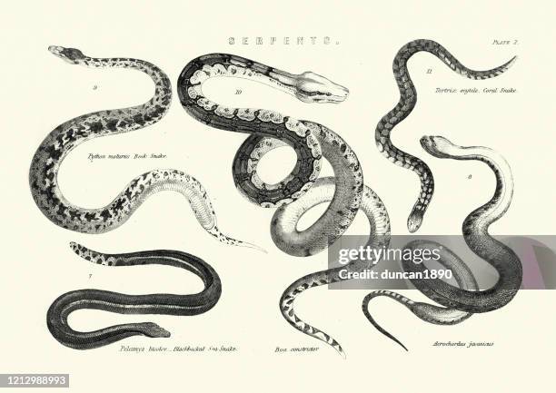 ilustraciones, imágenes clip art, dibujos animados e iconos de stock de serpientes, serpiente de roca, serpiente marina, boa constrictor, serpiente de coral - coral snake