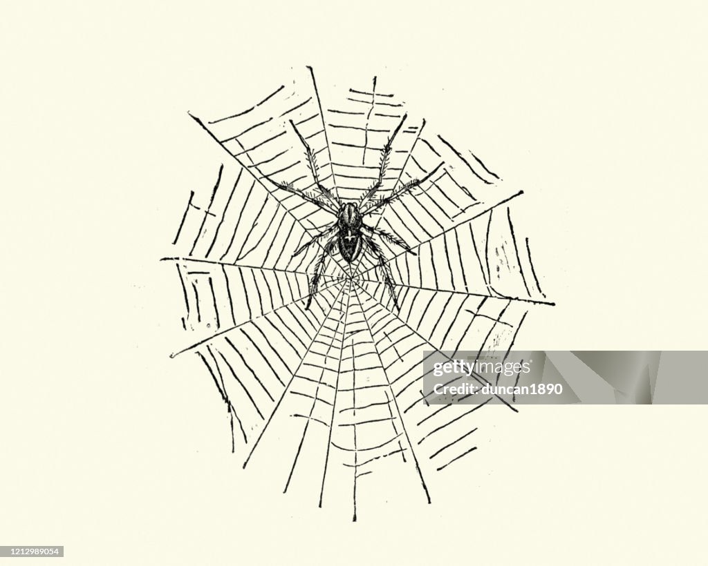Spinne im Netz