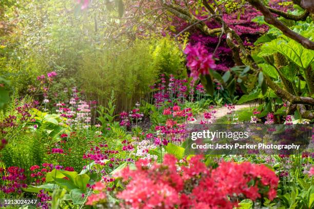 pretty summer primula bulleyana, commonly known as candelabra primroses in an english country garden - perennial stock-fotos und bilder