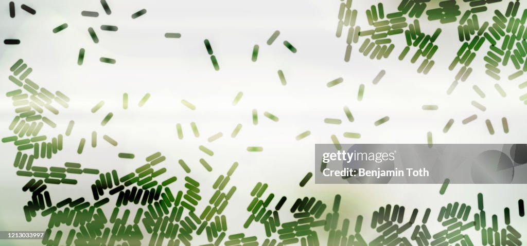 Bacteria under microscope