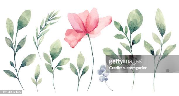 ilustraciones, imágenes clip art, dibujos animados e iconos de stock de conjunto de acuarela flor y hojas verdes - flores