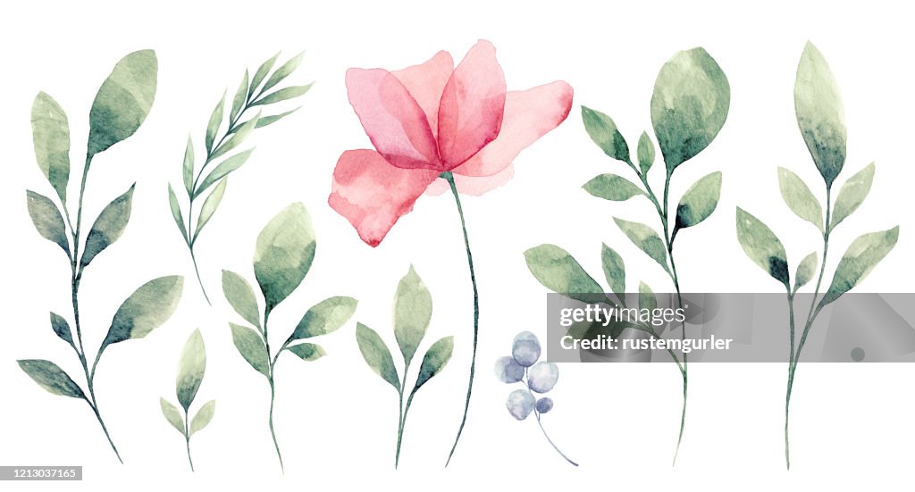 Set di acquerello Fiore e foglie verdi