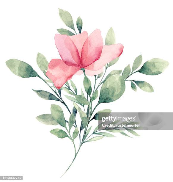 ilustrações de stock, clip art, desenhos animados e ícones de watercolor flower white background - ramo-de-flores