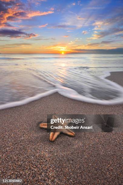 starfish on the beach, fort lauderdale, florida - starfish stock pictures, royalty-free photos & images