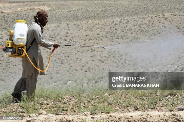 In this picture taken on May 14, 2020 an official of the Agriculture Department sprays pesticides to kill locusts in a field in Pishin district, some...