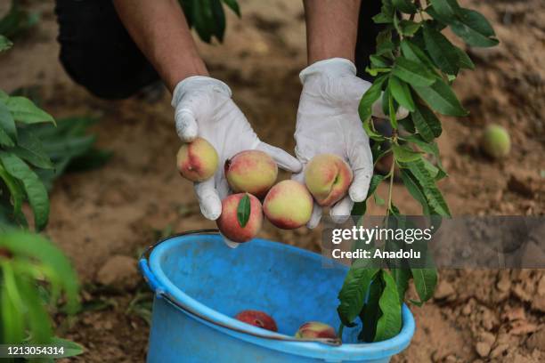 Palestinian farmers wearing mask and glove as a measure against coronavirus pandemic, collect peaches into buckets in Khan Yunis, Gaza on May 14,...