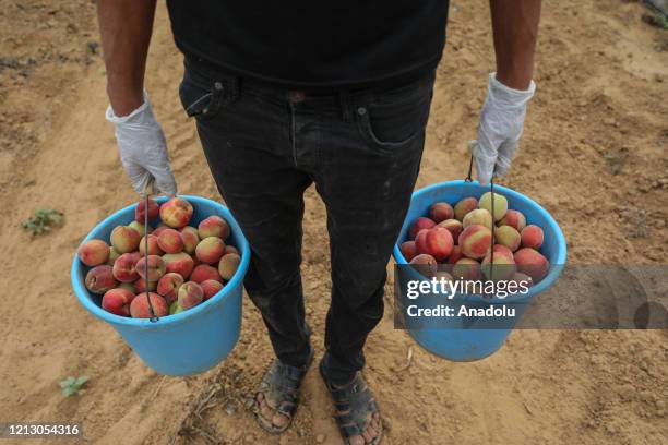 Palestinian farmers wearing mask and glove as a measure against coronavirus pandemic, collect peaches into buckets in Khan Yunis, Gaza on May 14,...