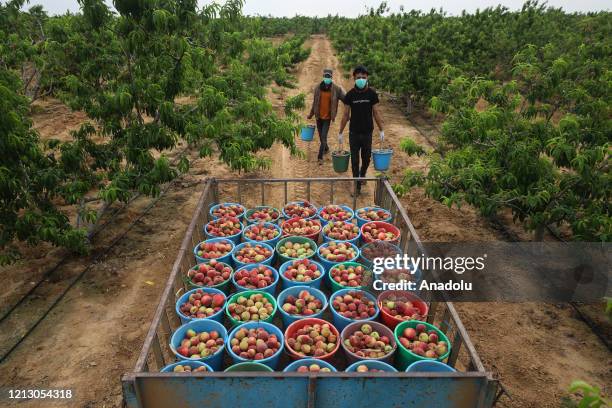 Palestinian farmers wearing mask and glove as a measure against coronavirus pandemic, collect peaches into buckets in Khan Yunis, Gaza on May 14,...