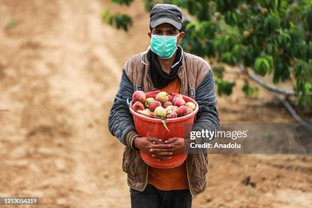 Palestinian farmers wearing mask and glove as a measure against coronavirus pandemic, collect peaches into buckets in Khan Yunis, Gaza on May 14,...