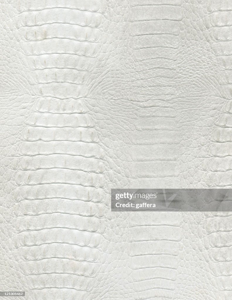 An up close picture of white crocodile leather
