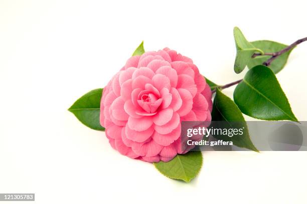 pink camellia - camellia stock pictures, royalty-free photos & images