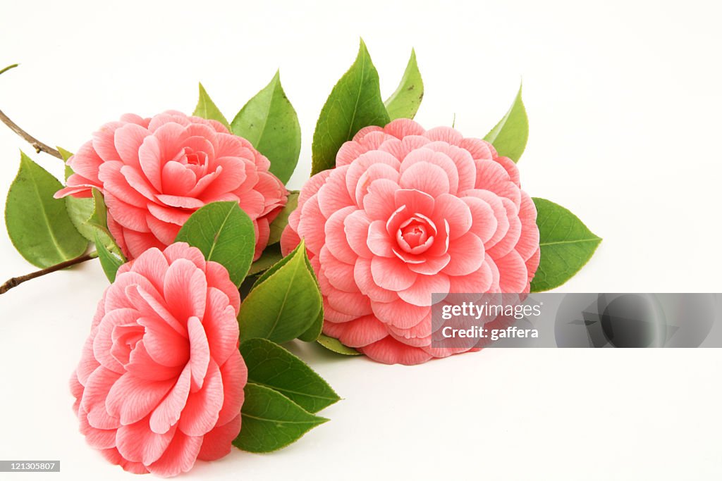 Three pink camellia flowers on a white background 