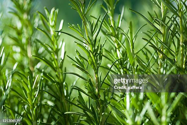 romarin - herbal medicine photos et images de collection