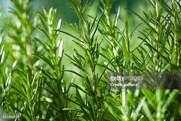 close up image of rosemary growing in a garden - herb stock pictures, royalty-free photos & images