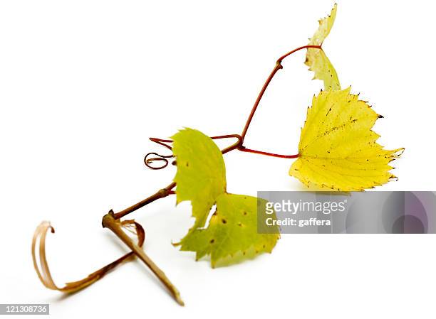 grapevine - grape leaf stock pictures, royalty-free photos & images