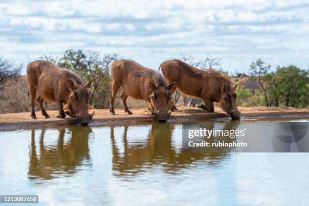 common warthogs drinking at a watering hole in south africa - limpopo province stock pictures, royalty-free photos & images