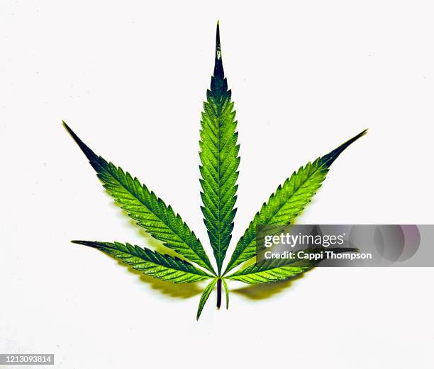 medical cannabis leaf over white background - marijuana leaf stockfoto's en -beelden