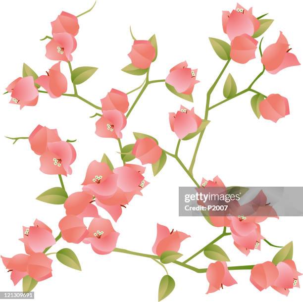 seamless bougainvillea background - bougainvillea stock illustrations