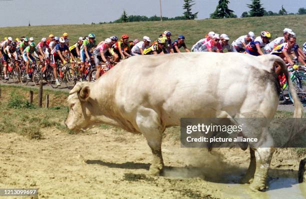 Vollkommen unbeteiligt steht dieser Ochse am 20.7.1998 an der Rennstrecke der 9. Etappe der Tour de France, die über 210 Kilometer von Montauban nach...