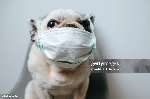dog with medical mask - funny surgical masks stock pictures, royalty-free photos & images