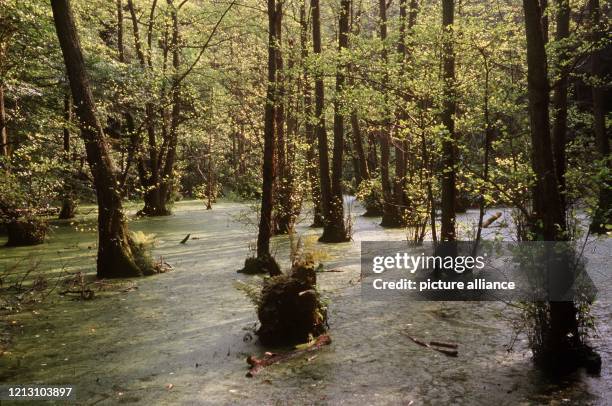 Bäume in einem Feuchtgebiet im Nationalpark Jasmund nahe Sassnitz, aufgenommen im September 1999.