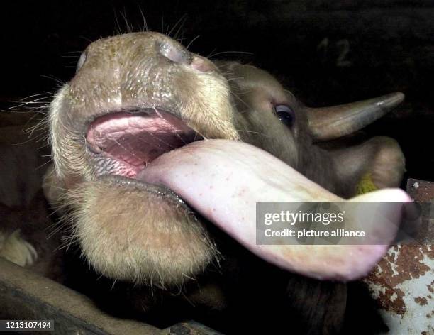 Ein 700 Kilogramm schwerer Mastbulle zeigt am auf einem Hof in Grefrath seine Zunge. Nach wie vor verunsichert die BSE-Krise auf dem Rindfleischmarkt...