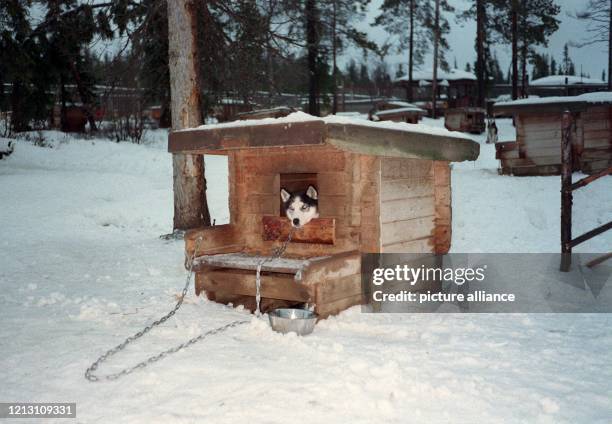 Ein Schlittenhund in seiner Hundehütte auf der Harriniva-Farm in Munio in Lappland . Unter der Obhut von erfahrenen Hundeführern können Touristen am...