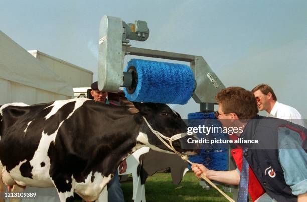 Auf der 47. Norddeutschen landwirtschaftlichen Fachausstellung "Norla" in Rendsburg wurde diese "Trockenwaschanlage" für Kühe vorgestellt. Die...