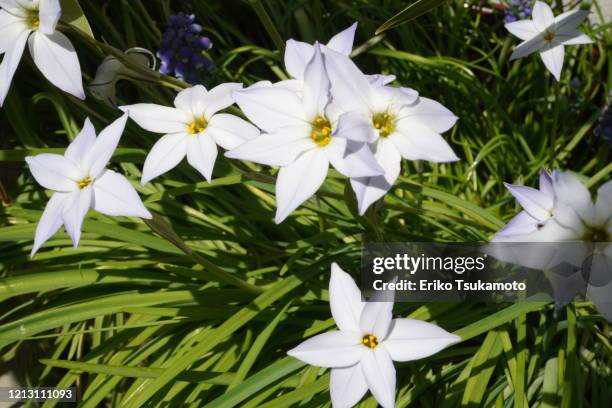 Spring Star Flowers 61 Ipheion Uniflorum Stock Photos, High-Res Pictures, and Images ...