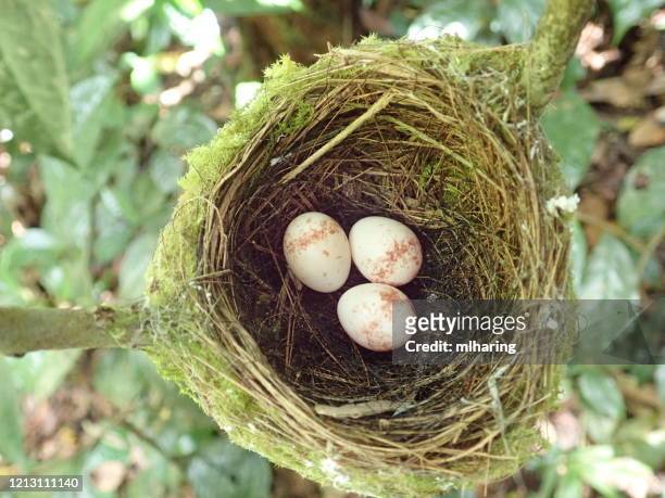 madagascar paradise flycatcher nest with eggs - eutrichomyias rowleyi stock pictures, royalty-free photos & images